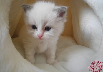 mâle blue bicolour n°1 - RESERVE - Chatterie Ragdolls du Val de Beauvoir